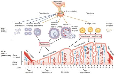 Esquema del ciclo ovárico y hormonal durante la superfetación