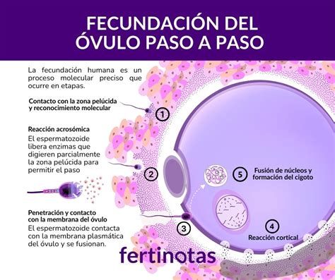 Esquema detallado del proceso de fecundación in vitro con óvulo y espermatozoide en laboratorio