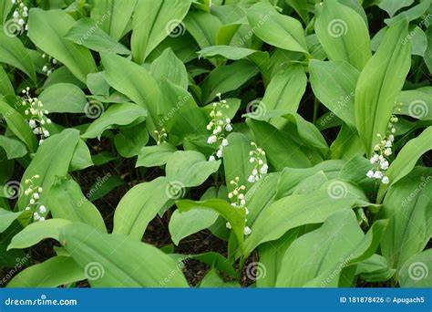Convallaria majalis con flores blancas acampanadas y hojas