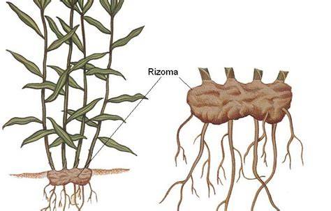 Esquema de un rizoma subterráneo de Convallaria majalis con brotes y raíces