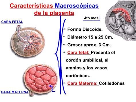 Diagrama de la placenta mostrando la cara fetal con el cordón umbilical y la cara materna con los cotiledones