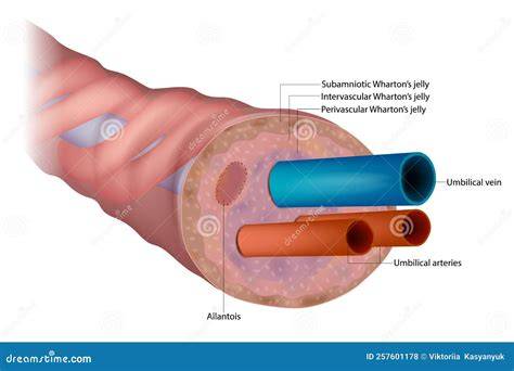 Diagrama detallado del cordón umbilical con sus vasos sanguíneos