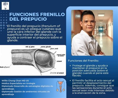 Ilustración anatómica del pene, destacando el glande y el prepucio.