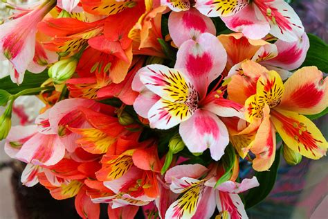 Foto de primer plano de flores de astromelia de varios colores (blanco, rosa, amarillo, morado, naranja)