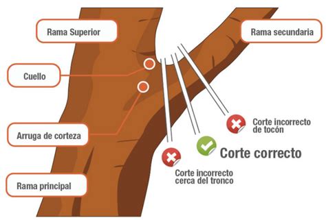 Diagrama mostrando la poda correcta de un tallo seco de astromelia desde la base