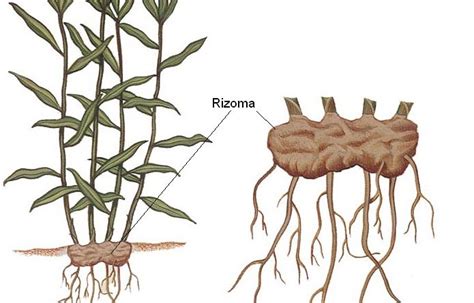 Dibujo esquemático de rizomas de astromelia con brotes
