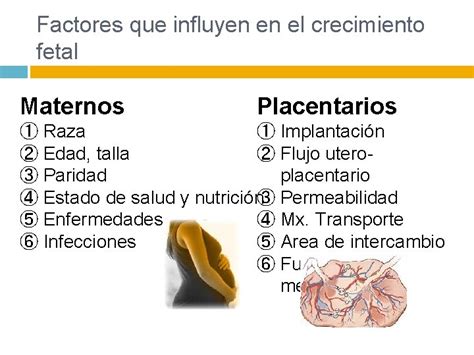 Diagrama que muestra la interacción entre factores maternos, fetales y placentarios en la muerte perinatal.