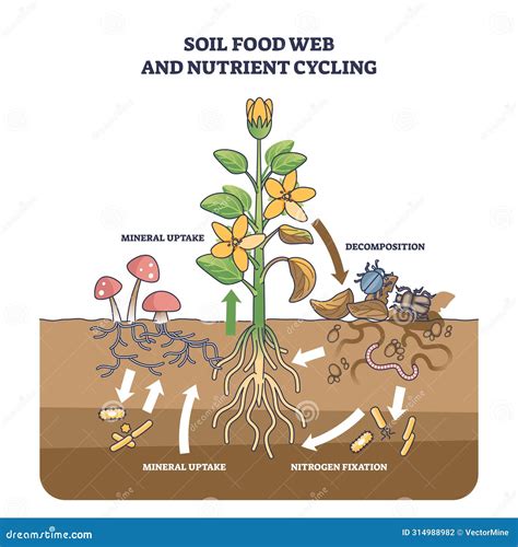 Diagrama del ciclo de nutrientes con el aporte de fertilizantes y la escorrentía agrícola