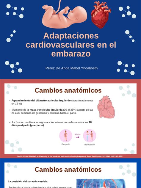 Esquema de las adaptaciones cardiovasculares durante el embarazo