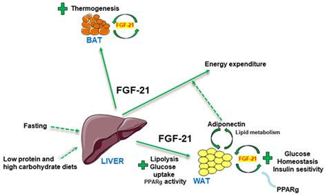 Esquema de la acción de FGF21 y C/EBPβ en la hipertrofia cardíaca fisiológica