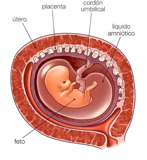 esquema de un embrión dentro del útero materno