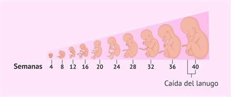 infografía sobre la aparición y caída del lanugo fetal