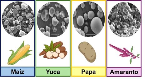 Esquema visual de los minerales y almidón liberados de las patatas al agua de cocción, y su beneficio para las plantas