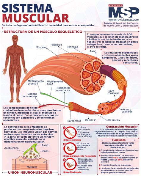 Infografía o esquema del sistema anti-cólicos del biberón MAM