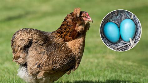 Foto de gallina Araucana con huevos azules
