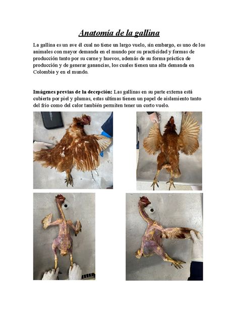 Infografía: Anatomía de la gallina Araucana sin cola y problemas asociados