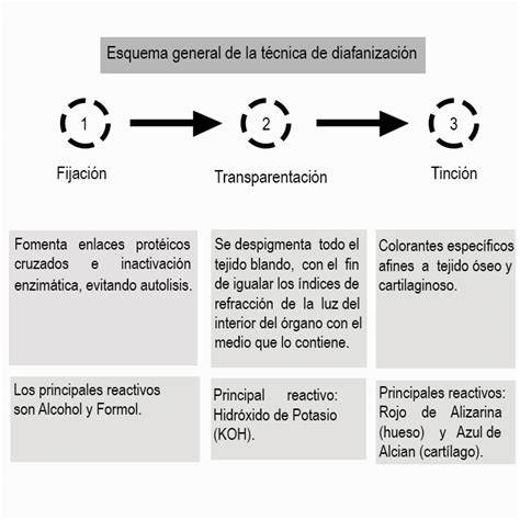 Esquema del proceso de diafanización y tinción