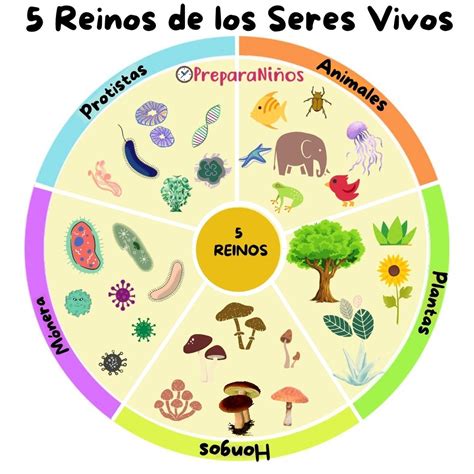 Esquema de los reinos de la vida