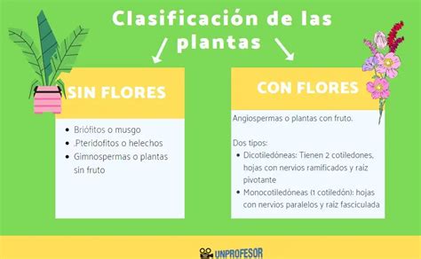 Diferencias entre plantas sin flores y con flores