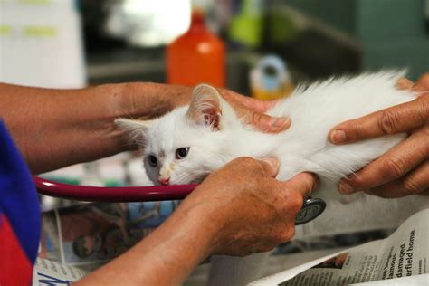 imagen de un polluelo siendo examinado por un veterinario