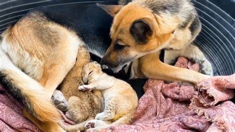 perra pastora alemana amamantando cachorros de león