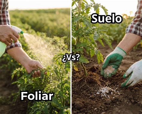 Infografía comparativa sobre los métodos de aplicación de fertilizantes: foliar vs. radicular.
