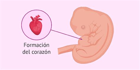 Ilustración de un embrión sintético de ratón con corazón latiendo y cerebro en desarrollo