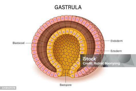 Imagen microscópica de un modelo de embrión humano sintético en fase de gastrulación