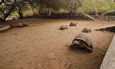 Esquema del diseño y funcionamiento de un centro de crianza de tortugas gigantes en Galápagos