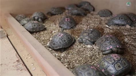 Foto de Walter Chimborazo alimentando tortugas juveniles en el Centro de Crianza Fausto Llerena