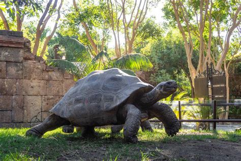 Foto de Cristian Gil midiendo una tortuga gigante juvenil en el Centro de Crianza Arnaldo Tupiza