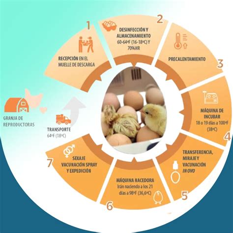 Infografía sobre el proceso de incubación controlada de huevos de tortuga gigante