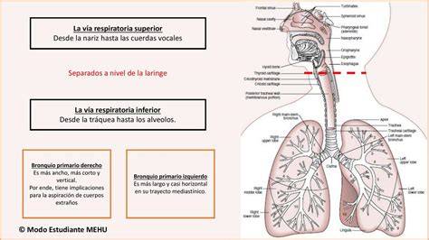 Esquema de las vías respiratorias de un bebé