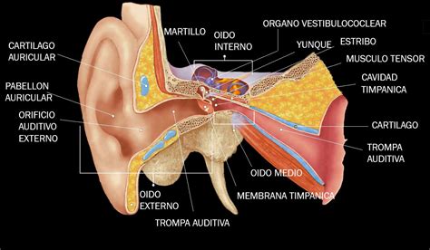 Esquema detallado de la anatomía del oído, mostrando oído externo, medio, interno, tímpano y trompa de Eustaquio