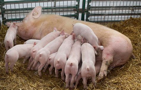 Foto de una cerda lactante con sus lechones en un comedero limpio
