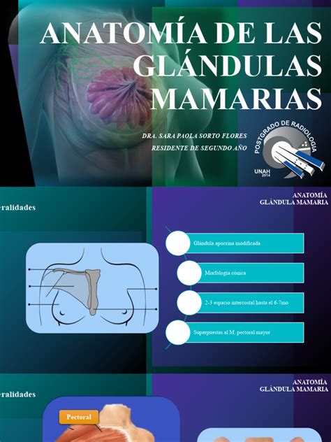 Ilustración de las glándulas mamarias y los pezones