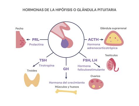Diagrama de la glándula pituitaria y su relación con la prolactina