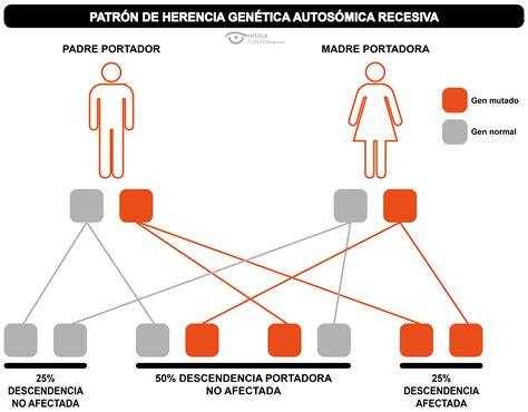 esquema de herencia autosómica recesiva
