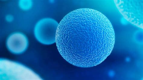 Esquema del proceso de creación de óvulos artificiales a partir de células madre.