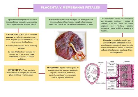 Esquema de las diferentes posiciones de la placenta en el útero, mostrando una placenta normal y una placenta previa