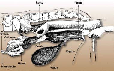 Ilustración de la técnica de inseminación artificial rectovaginal en bovinos