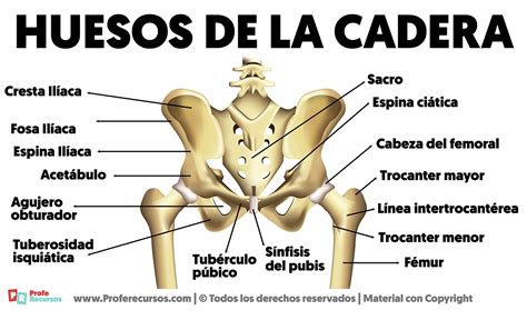 Infografía explicando la anatomía de la cadera y cómo se ve afectada en la displasia.