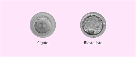 Esquema cronológico que muestra la transición del cigoto a blastocisto y su posterior implantación en el endometrio uterino.