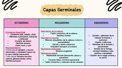 Infografía detallada sobre la diferenciación de las capas germinales (ectodermo, mesodermo y endodermo) durante la gastrulación.
