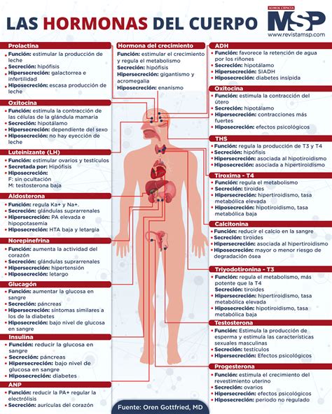 Diagrama de las hormonas del estrés y sus efectos en el cuerpo