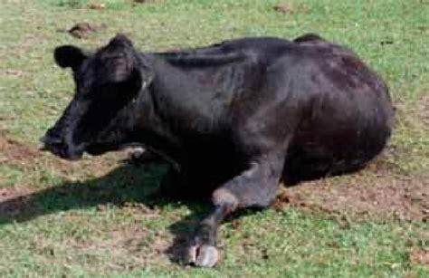 Ilustración de una vaca en decúbito esternal con la cabeza apoyada en el flanco, posición característica de la fase 2.