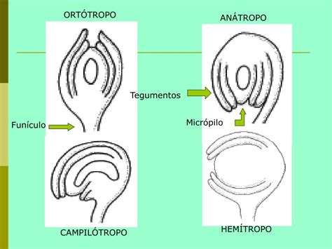 Diagrama comparativo de diferentes tipos de óvulos (anátropo, ortótropo, campilótropo), destacando la orientación de la micrópila y la chalaza en el óvulo anátropo