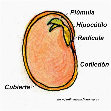 Esquema de las partes de una semilla