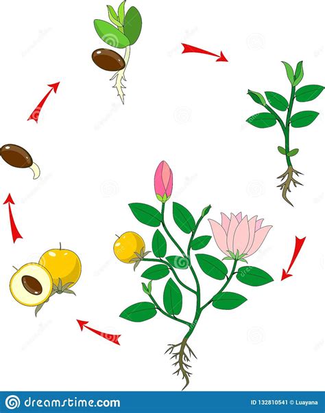 Ilustración de las etapas de desarrollo de una hoja
