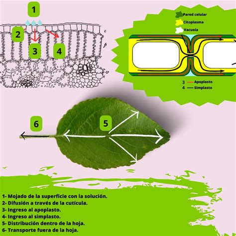 Esquema comparativo entre la absorción radicular y foliar de nutrientes en arbustos ornamentales